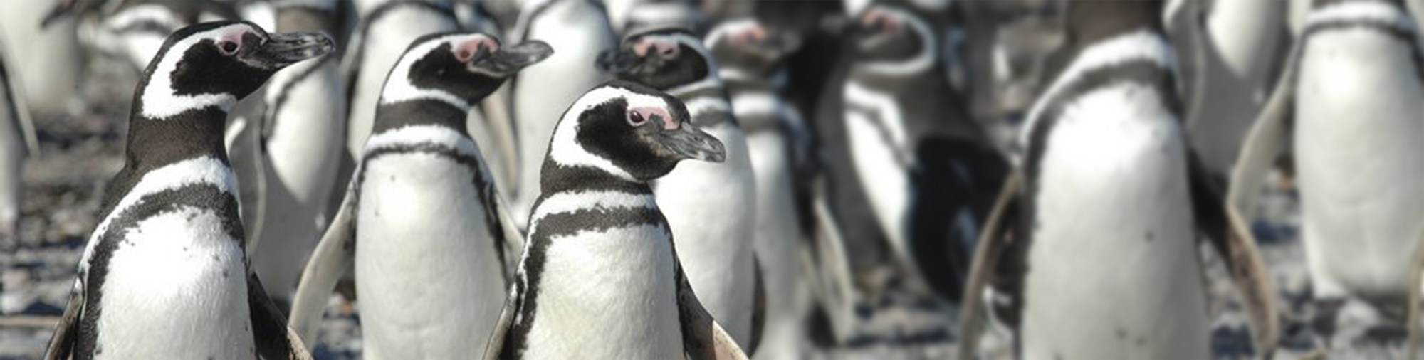Imagen Pingüinos de Magallanes