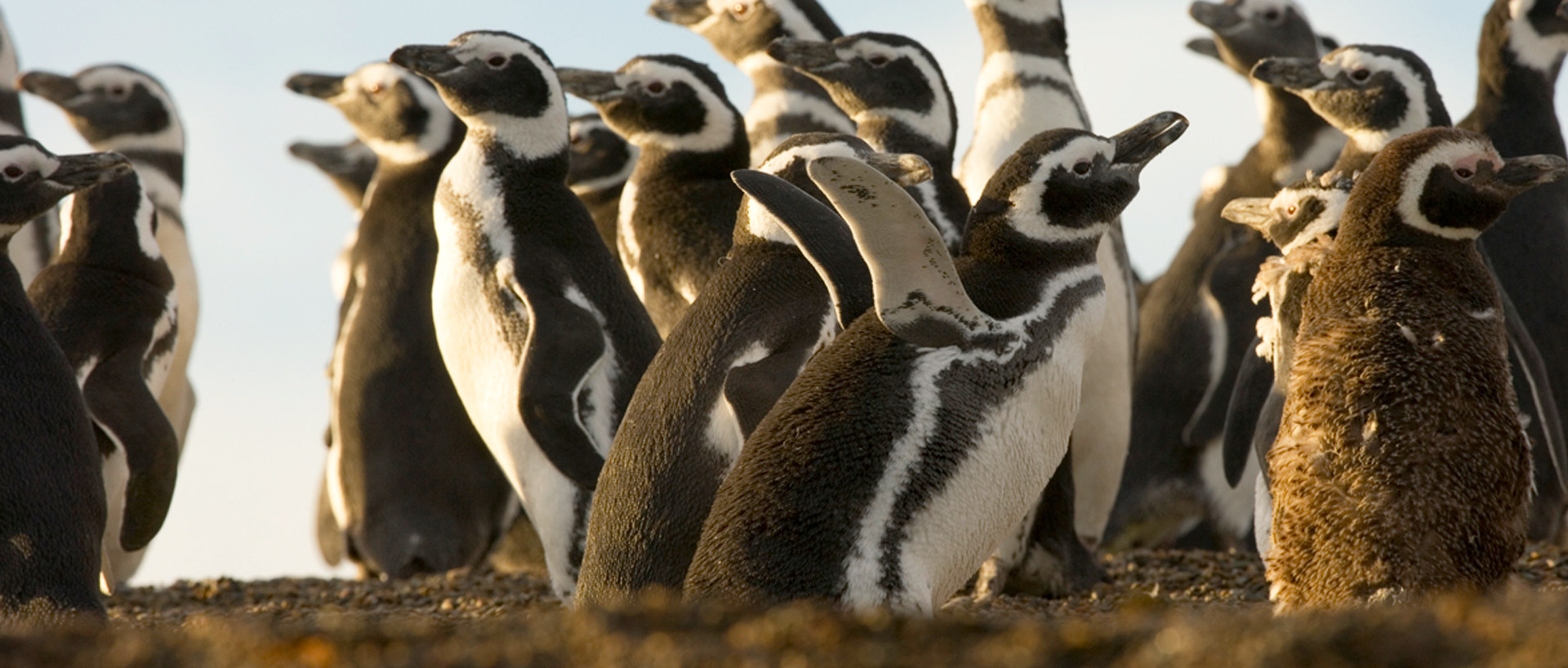 Imagen de cabecera Pingüino de Magallanes