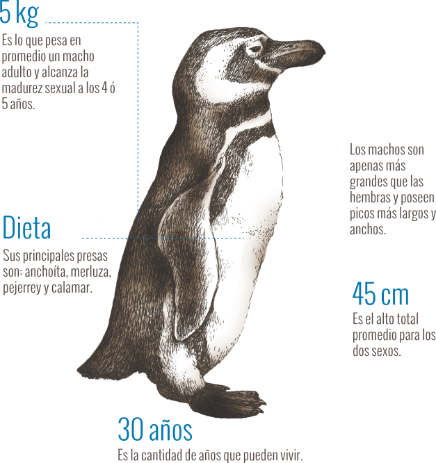 Imagen Grafico Pingüino de Magallanes